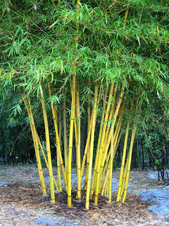 Bambu-kuning-besar