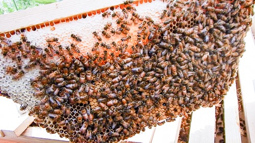 Honeybee Hive Inspection