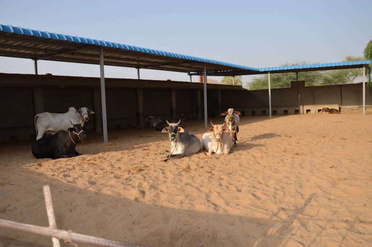 There Should be Seprate Cowsheds For Oxen-Indian Animal Welfare Board