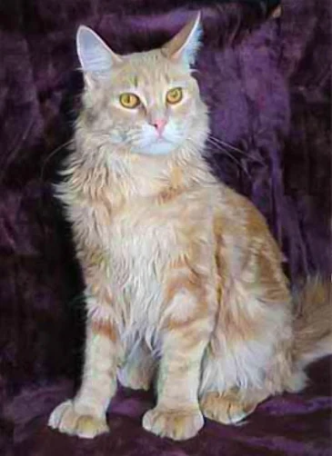 Polydactyl Maine Coons written by Susan Grindell MSc, BOptom - Mainelymagic Maine Coons