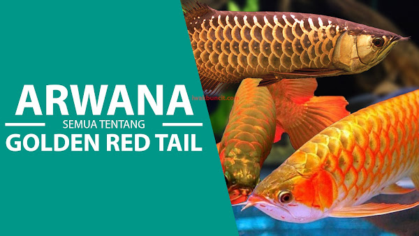 Arwana Golden Red Tail: Ikan Yang Tidak Kalah Pamornya dari Arwana Super RED