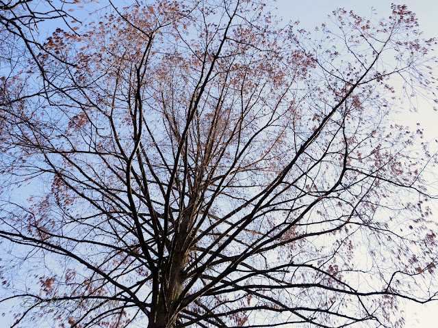 Metasequoia glyptostroboides