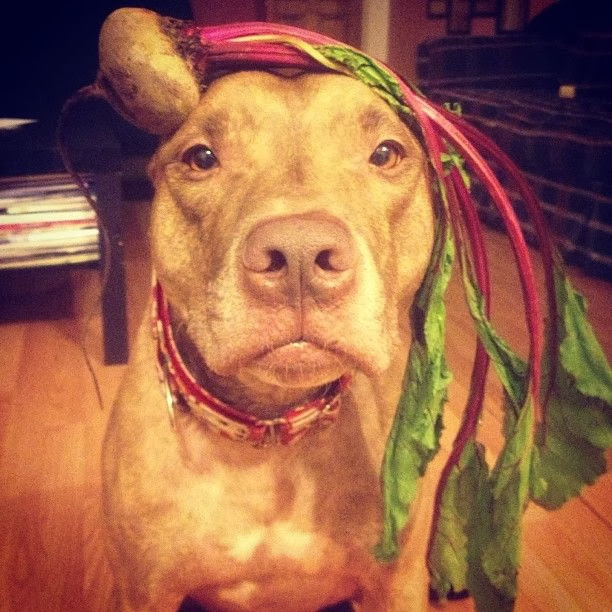 Scout the pit bull balances stuff on his head (30 pics), stuff on Scout's head