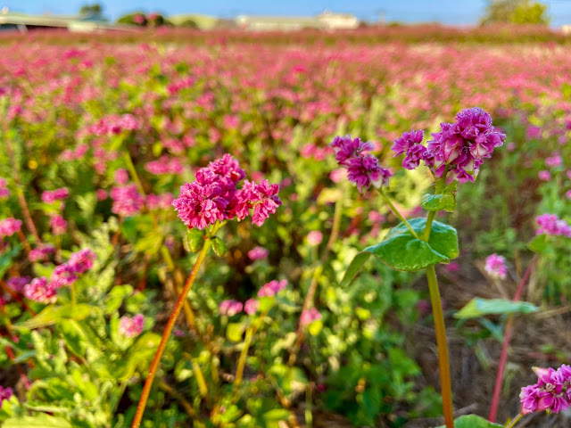 蕎麥花