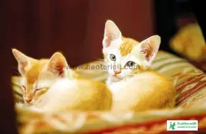 Couple Cat Pic - Cat Image Download 2023 - biraler pic - NeotericIT.com - Image no 2