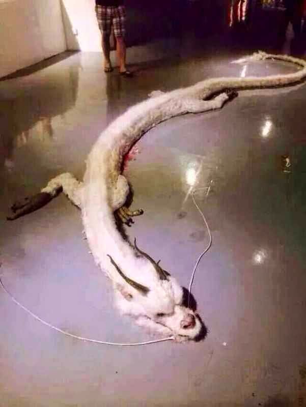 Wow! Look At This Dead Dragon Someone Shot in Malaysia!