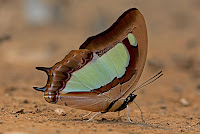 Polyura arja