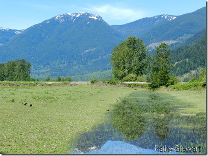 Seepage and Geese