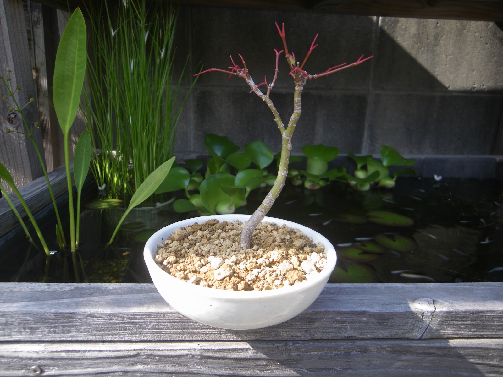 種から発芽した苗でミニ盆栽を作っています メダカの大工