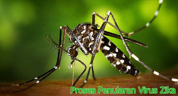 Proses Penyebaran Virus Zika