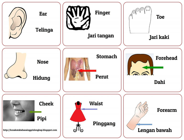 Kosakata Tentang Anggota  Tubuh  Dalam Bahasa  Inggris  Dan 