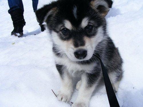 adorable-pups-6