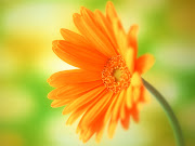 Free download high resolution flower desktop wallpaper (yellow daisy flower desktop wallpaper)