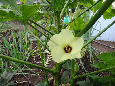 【印刷可能】 オクラ 花の色 269817-おくら 花の色
