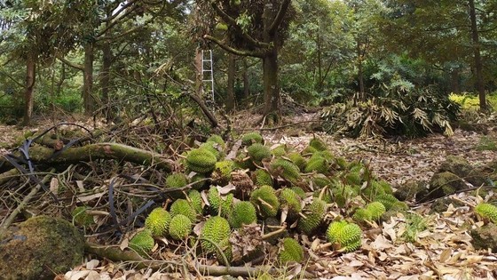 Gió lốc <a href=