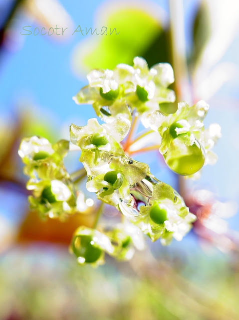 Smilax china