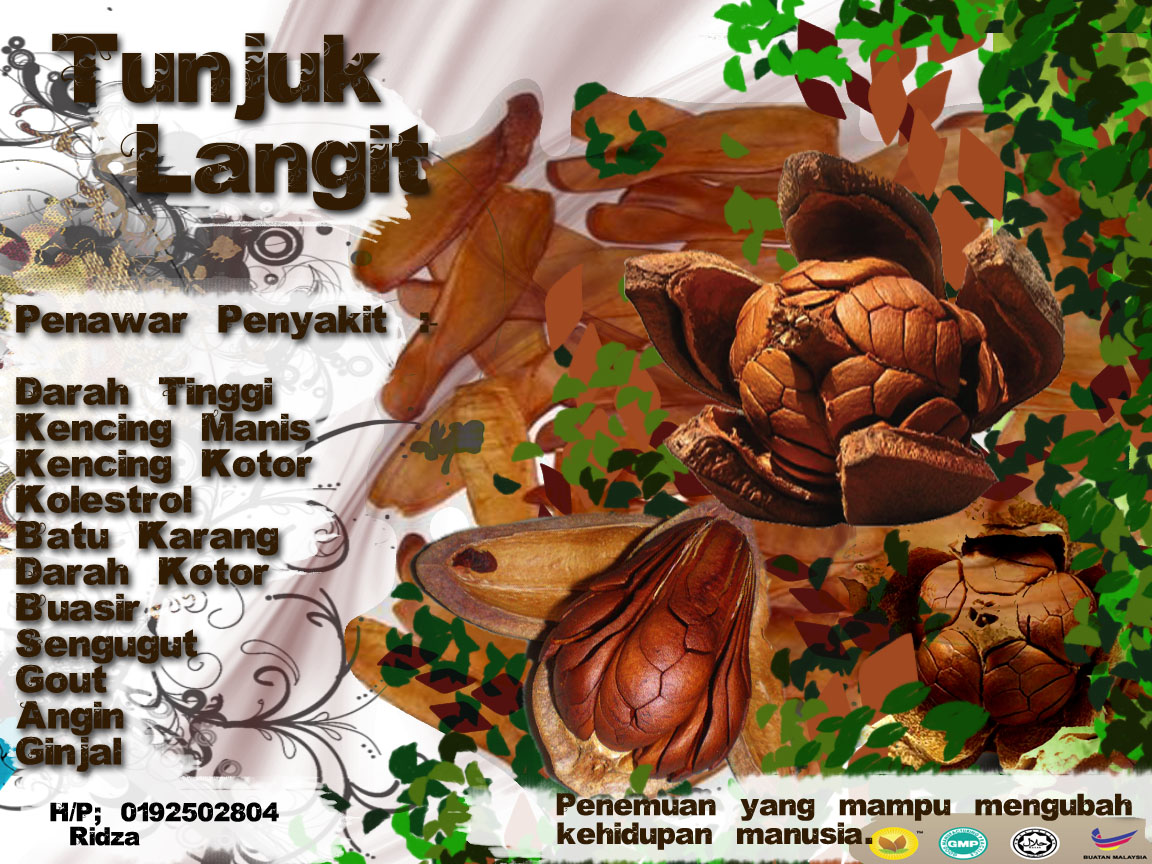 Touch up gambar anda: Mahogany Fruit (Tunjuk Langit)