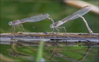 Ziemasspāre (Sympecma paedisca)