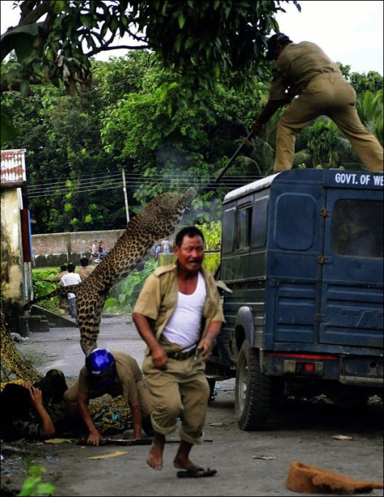 Leopard Attacks Villagers in India