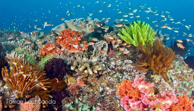 Taman Laut Terindah Di Indonesia  