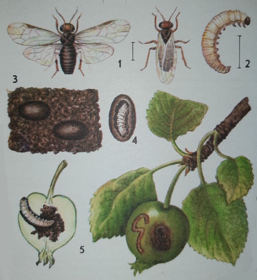 Яблонный плодовый пилильщик (Hoplocampa testudinea)