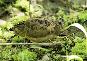 American Woodcock - Magee Marsh, Ohio, USA