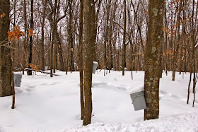 sugarbush in March