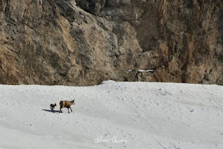 Camosci sulla neve