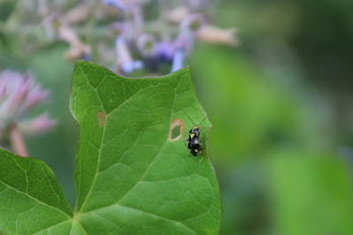 Brandnetelblindwants - - Liocoris tripustulatus