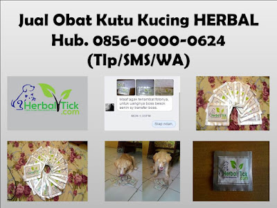 Obat Kutu Kucing