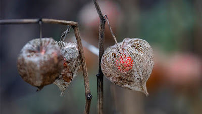 Hinter der sich auflösenden luftigen Hülle der gewöhnlichen Blasenkirsche leuchtet die rote, essbare Beere hervor.