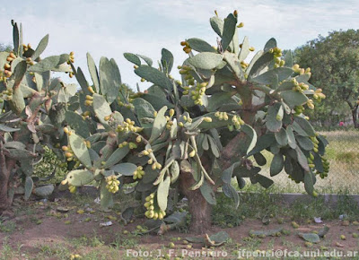 Tuna (Opuntia ficus-indica)