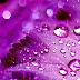 3D Purple Wallpaper High Resolution