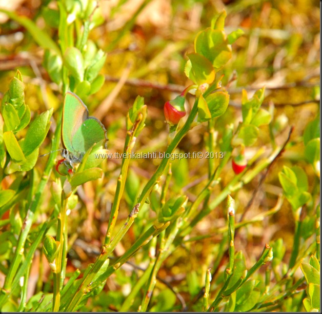 asfaltti työ vt 8 Kangasperhonen (Callophrys rubi) 098