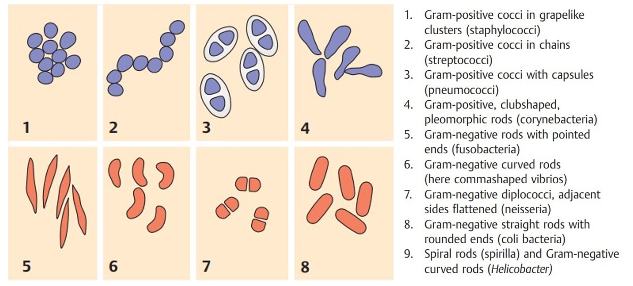 bacterial forms
