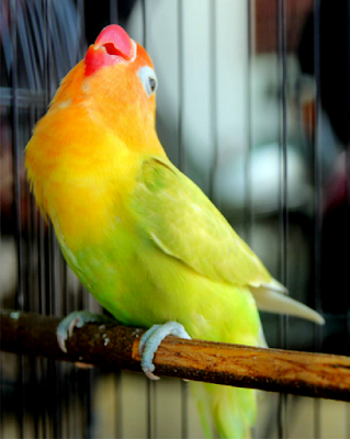 settingan lovebird paud balibu