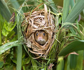 mouse nest, funny animal pictures, animal pics