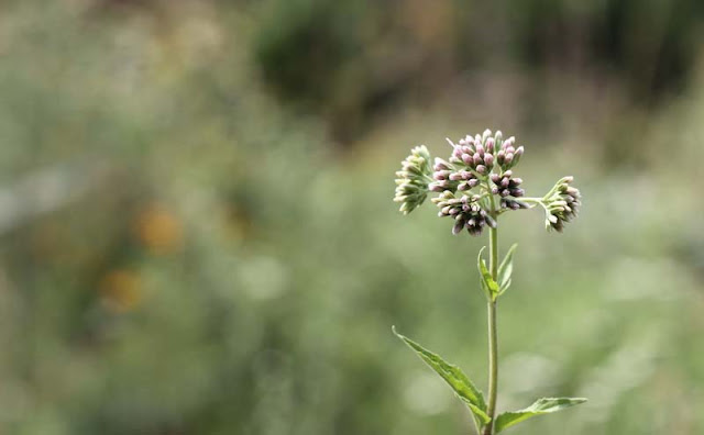 Joe-Pye Weed Flowers