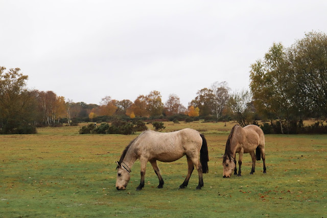 Visiting New Forest Park National Park