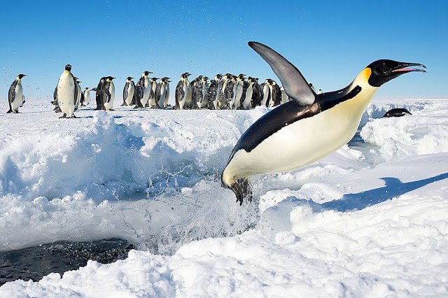 https://commons.wikimedia.org/wiki/File:Penguin_in_Antarctica_jumping_out_of_the_water.jpg