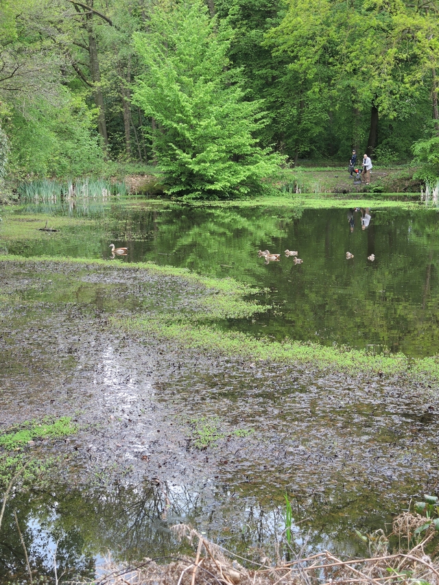 Massenhoven: een nostalgische wandeling in het bos rond kasteel Montens