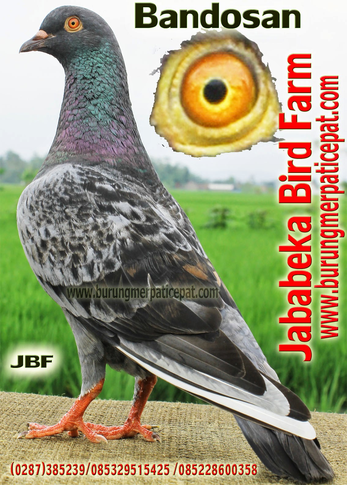  0287 382807 085228600358 085329515425 Jual Burung  