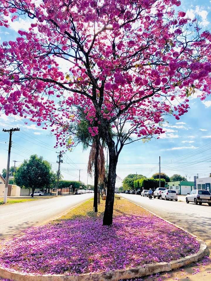 RIOVERDEMS: Florada dos ipês, embeleza a cidade.