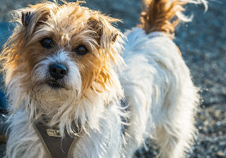 A scruffy terrier, pictured. People's experience shapes whether they will consider meds and supplements for a dog with behaviour issues.