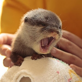 Funny animals of the week - 28 February 2014 (40 pics), baby otter yawning