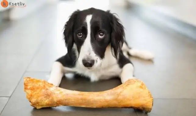 Is eating bones harmful to dogs?