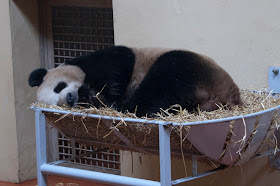Yang Guang at Edinburgh Zoo