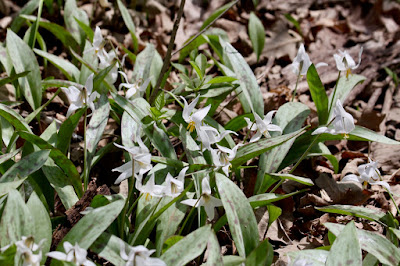 white trout lilies