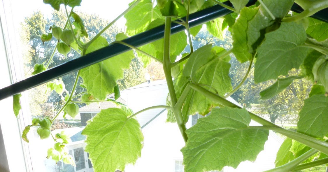Anita's Health Blog: Cossack Pineapple Ground Cherry tomatoes