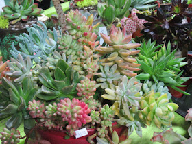 Fort Wayne Home and Garden Show succulents